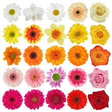 Flower Collection Isolated On White Background