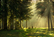 Leinwanddruck Bild - Morning in a spring forest