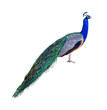 Peacock profile cutout