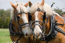 A Matched Pair Of Draft Horses