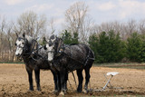 Fototapeta Konie - Dapple Grey Plow horses