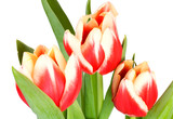 Fototapeta Kuchnia - tulips