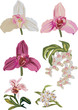 light orchid collection