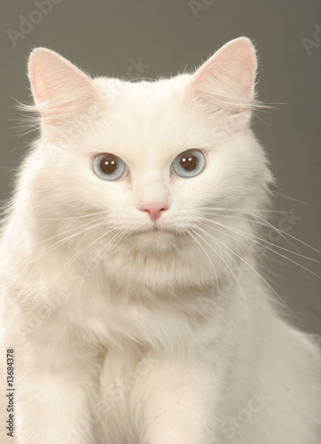 Portrait De Chat Siberien Blanc En Studio Yeux Bleus Photo Stock Adobe Stock Portrait De Chat Siberien Blanc En Studio Yeux Bleus Photo Stock Adobe Stock