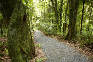 Fototapeta tropical forest path