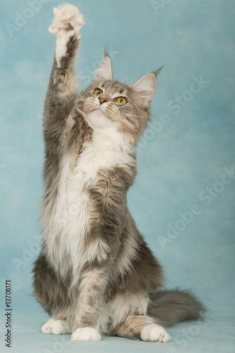 Chat Maine Coon De Face Assis Patte Levee Pour Attraper Photo Stock Adobe Stock