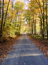 Dirt Road Through Autumn Forest