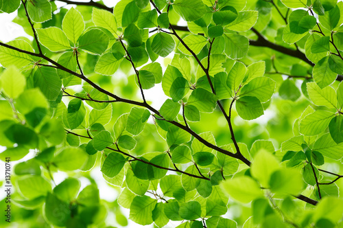 Fotomural Detail of fresh beech tree leaves in early spring