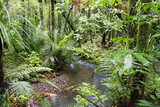 Fototapeta Sawanna - Tropical forest