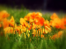 Orange Flowers Bounded Against Grass
