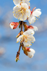 Wall Mural - spring beauty