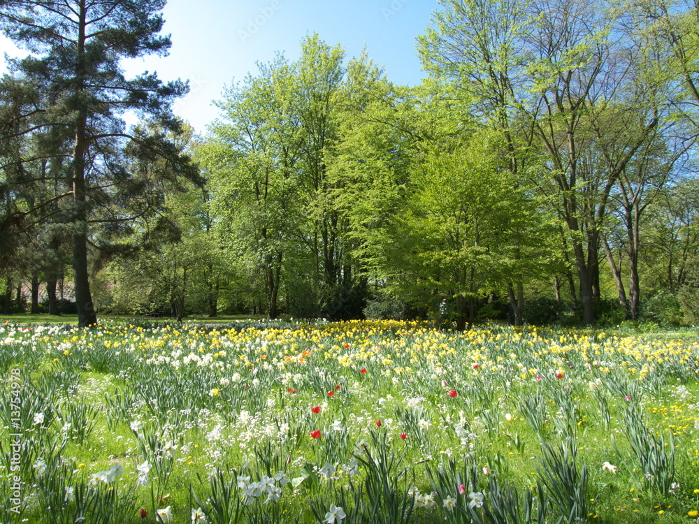 Field with tulips - obrazy, fototapety, plakaty 