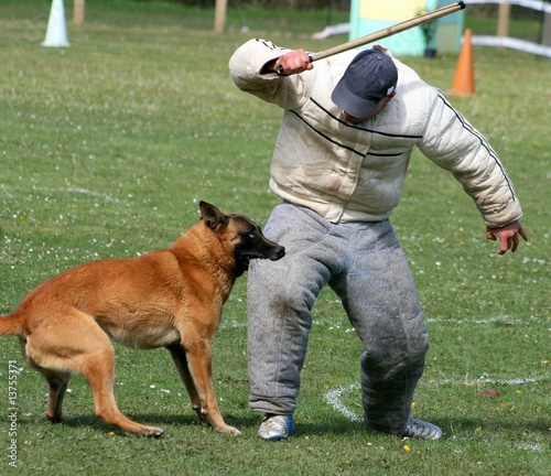 dressage de chien malinois