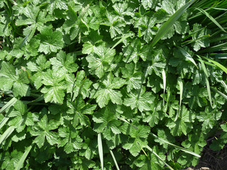 Wall Mural - Green Leaves Background