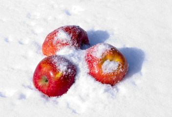 Apples in snow