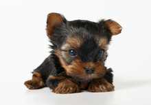 Puppy Of The Yorkshire Terrier On The White Background