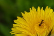 花粉まみれのアリ