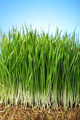 Wall Mural - grass