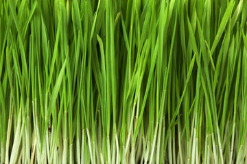 Wall Mural - grass