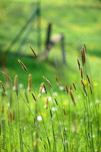 Naklejka dekoracyjna gras