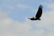 African fish eagle, Haliaeetus vociferoides in flight, Naivasha