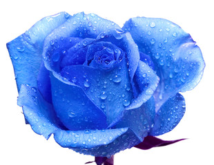 Wall Mural - blue rose with water drops