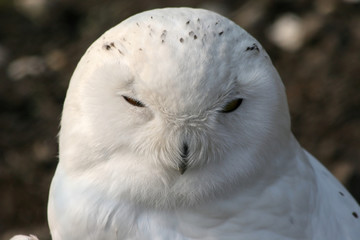 Sticker - sleeping snowy owl