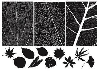 Set of leaf  texture.