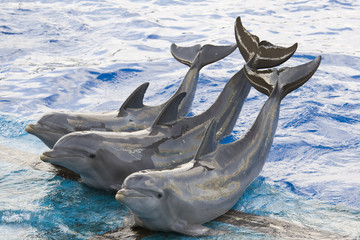 dolphins