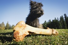 Dog With Bone
