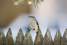 Mockingbird On A Fence