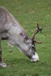Reindeer - Grazing