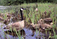 Canada Geese With Goslings