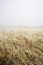 Tall Grass In A Field