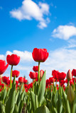 Fototapeta Tulipany - Red tulips on blue sky