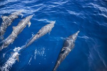 A Pod Of Dolphins Swimming