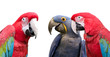 Parrot meeting