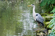 Grey heron at the waterside after eating fish