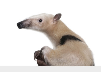 Collared Anteater going out from behind a grey blank panel - Tam