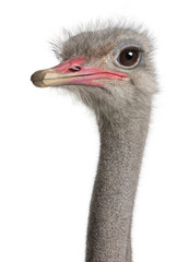 close-up on a ostrich's head