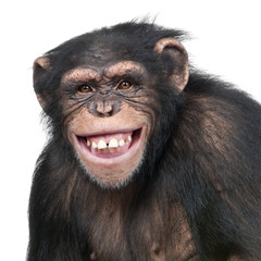 young chimpanzee - simia troglodytes (6 years old)