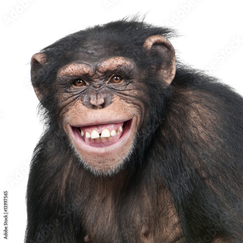 Fotografía Young Chimpanzee - Simia troglodytes (6 years old)