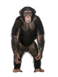 Young Chimpanzee standing up like a human - Simia troglodytes (5
