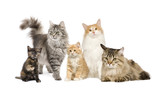 Fototapeta Koty - Group of 5 cats in a row : Norwegian, Siberian and persian cat