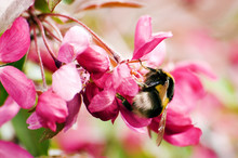 Apple Pink Flowers With Bumblebee For Background