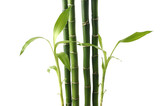 Fototapeta Sypialnia - Bamboo shoots on white background