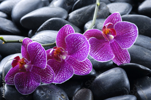 Fototapeta na wymiar beautiful orchid detail still life spa stones