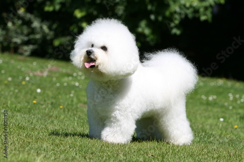Bichon Frise Immobile Tirant La Langue Dans Le Jardin En Ete Buy