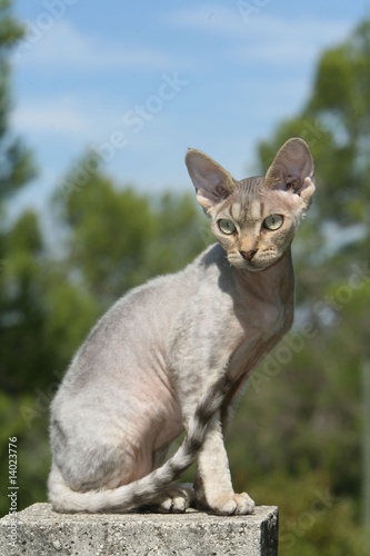 Chat Devon Rex Assis Sur Un Muret De Profil Rex Devon Stock Photo Adobe Stock