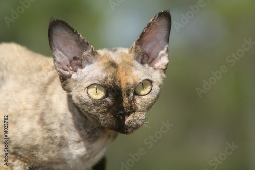 Fotomural tête de profil d'un chat rex devon,à l'air étrange et inquiétant